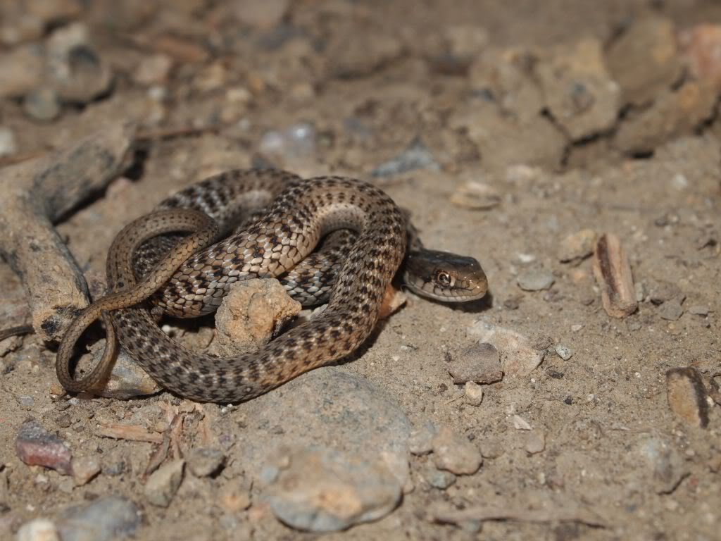 9 Western Terrestrial Garter Snake