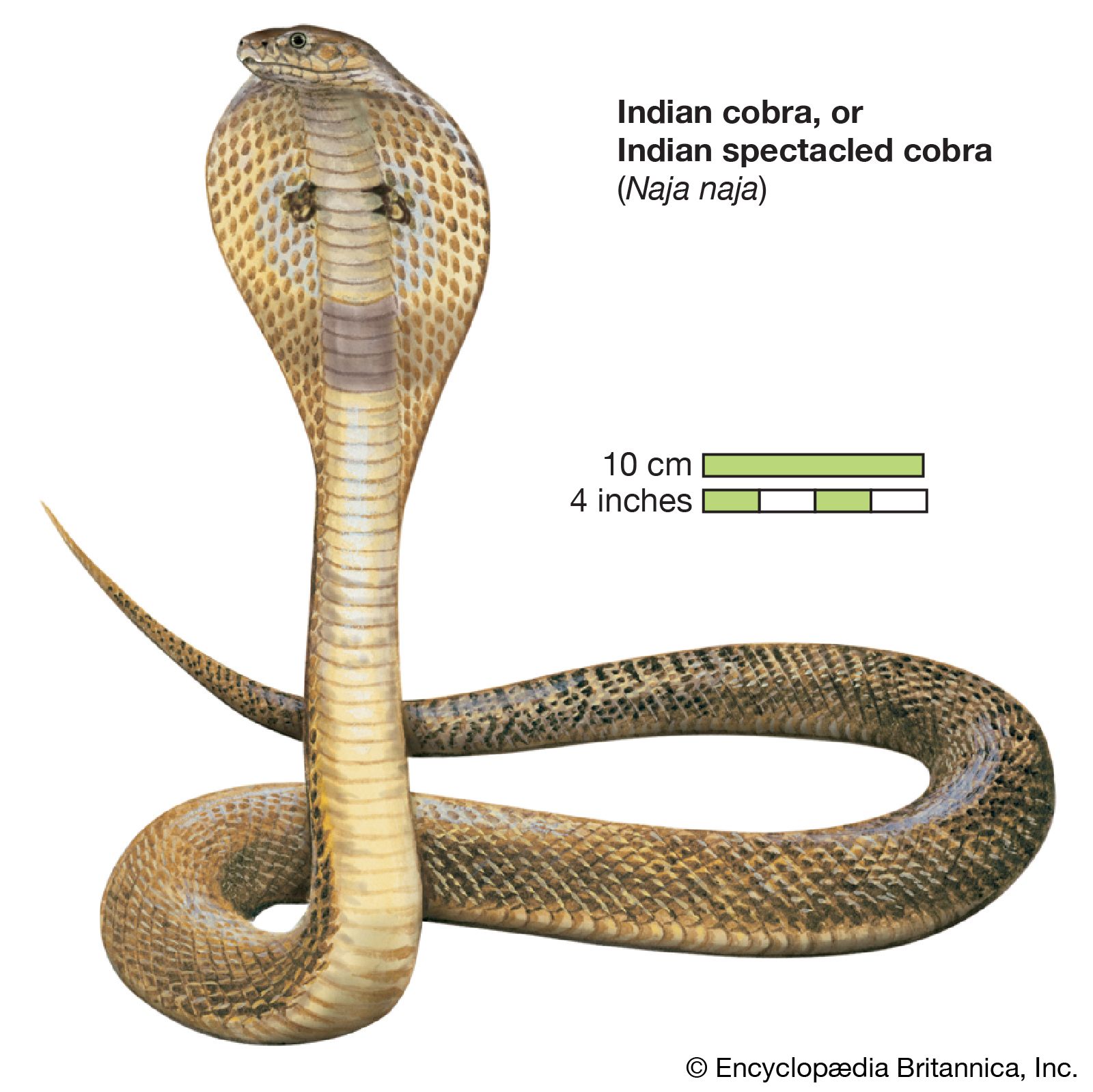 Anatomy Of A Cobra Snake