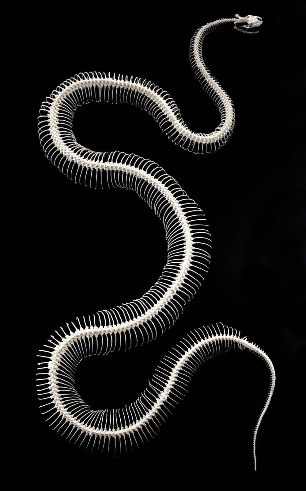 Anatomy Of A Worm Snake