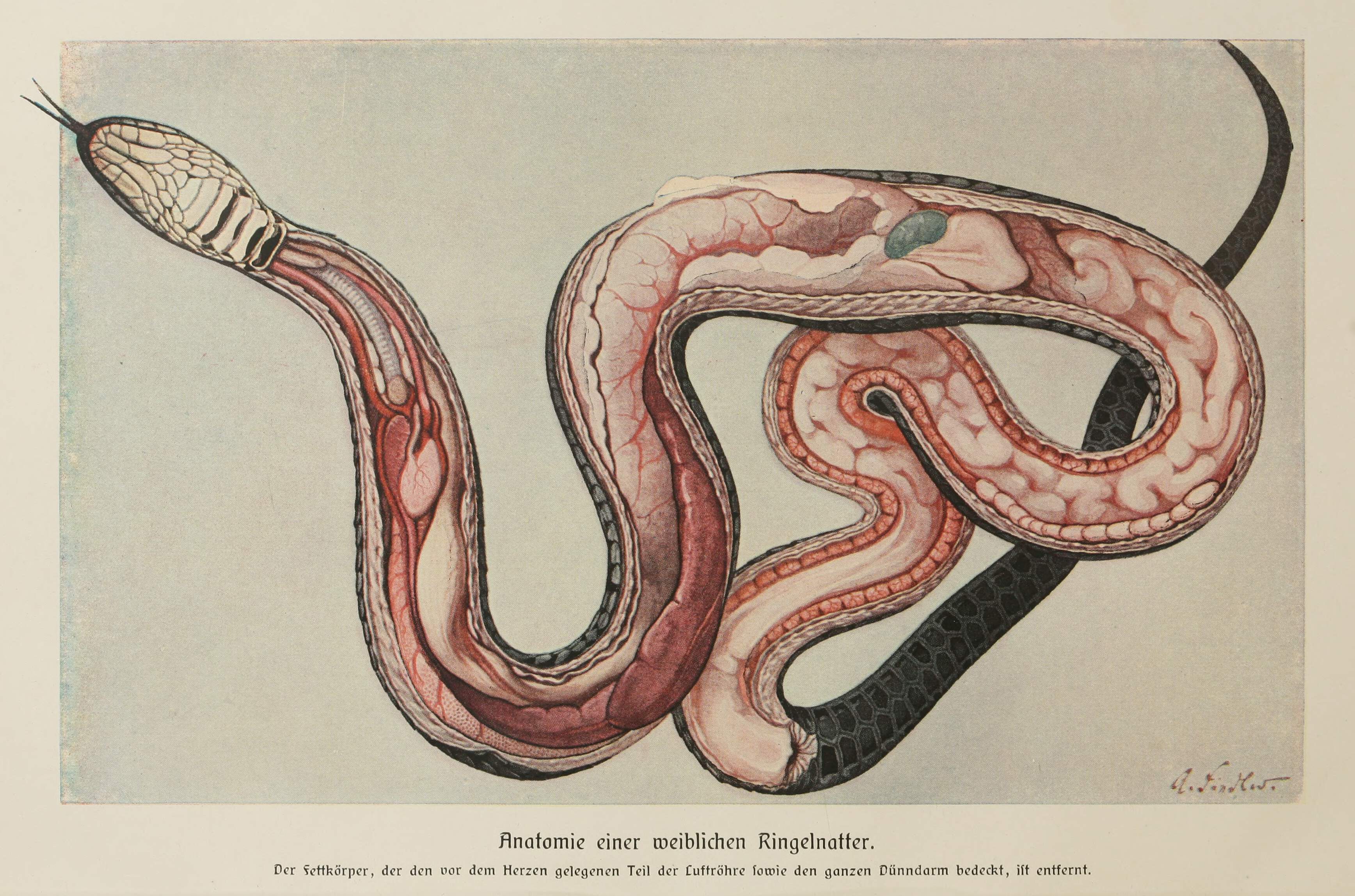 Anatomy Of Snakes