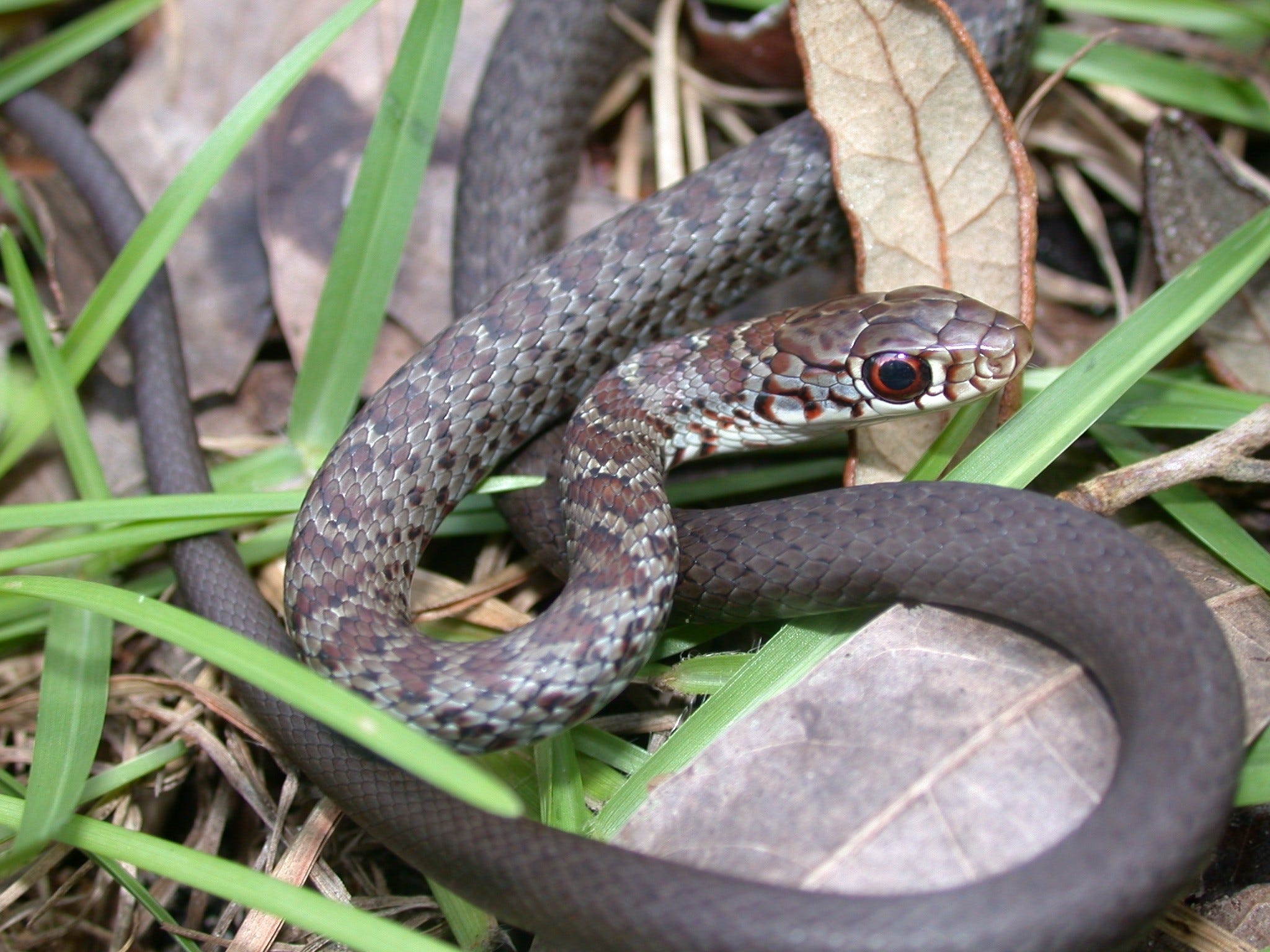 Baby Snakes