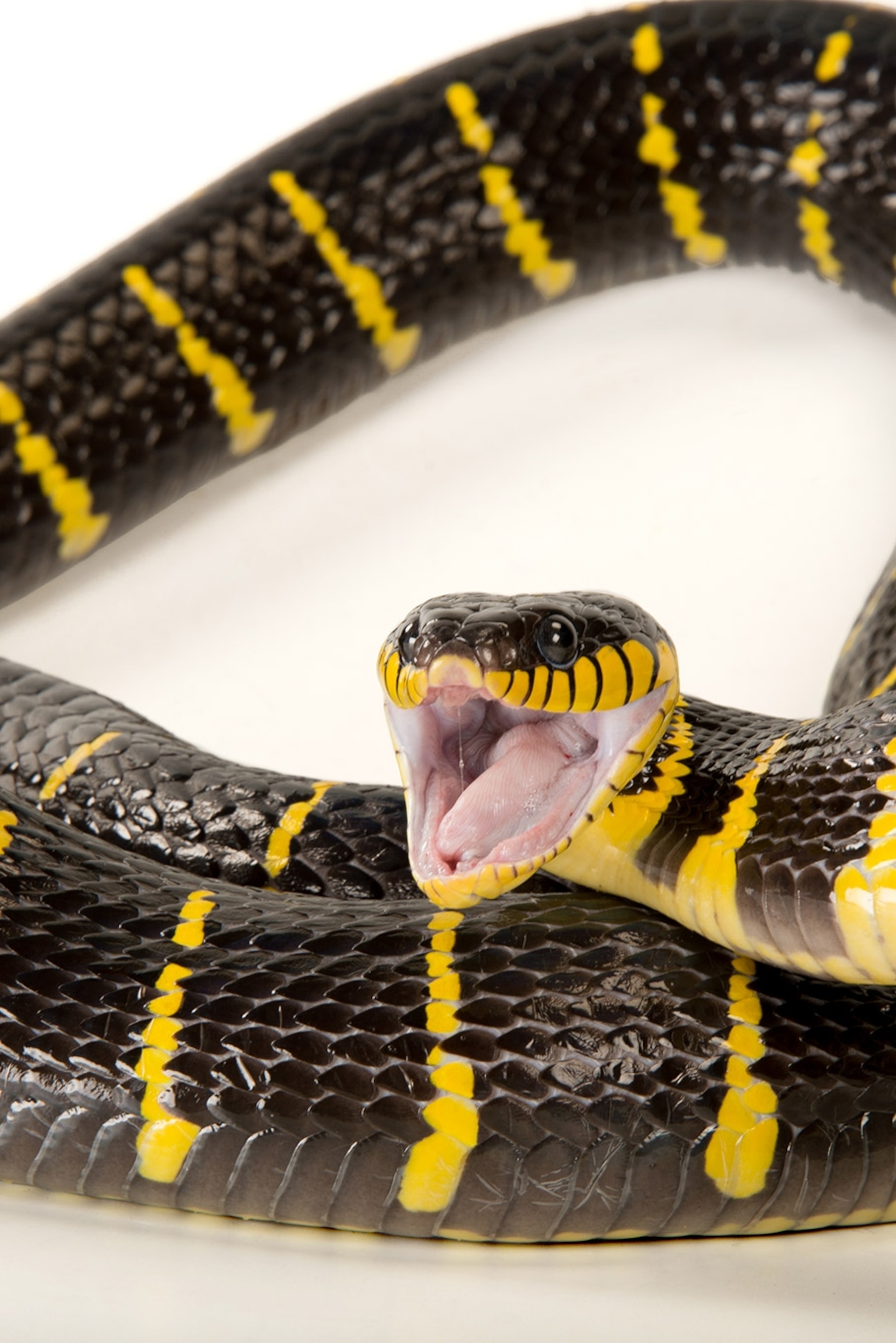 Behavior Of Black And Yellow Snakes