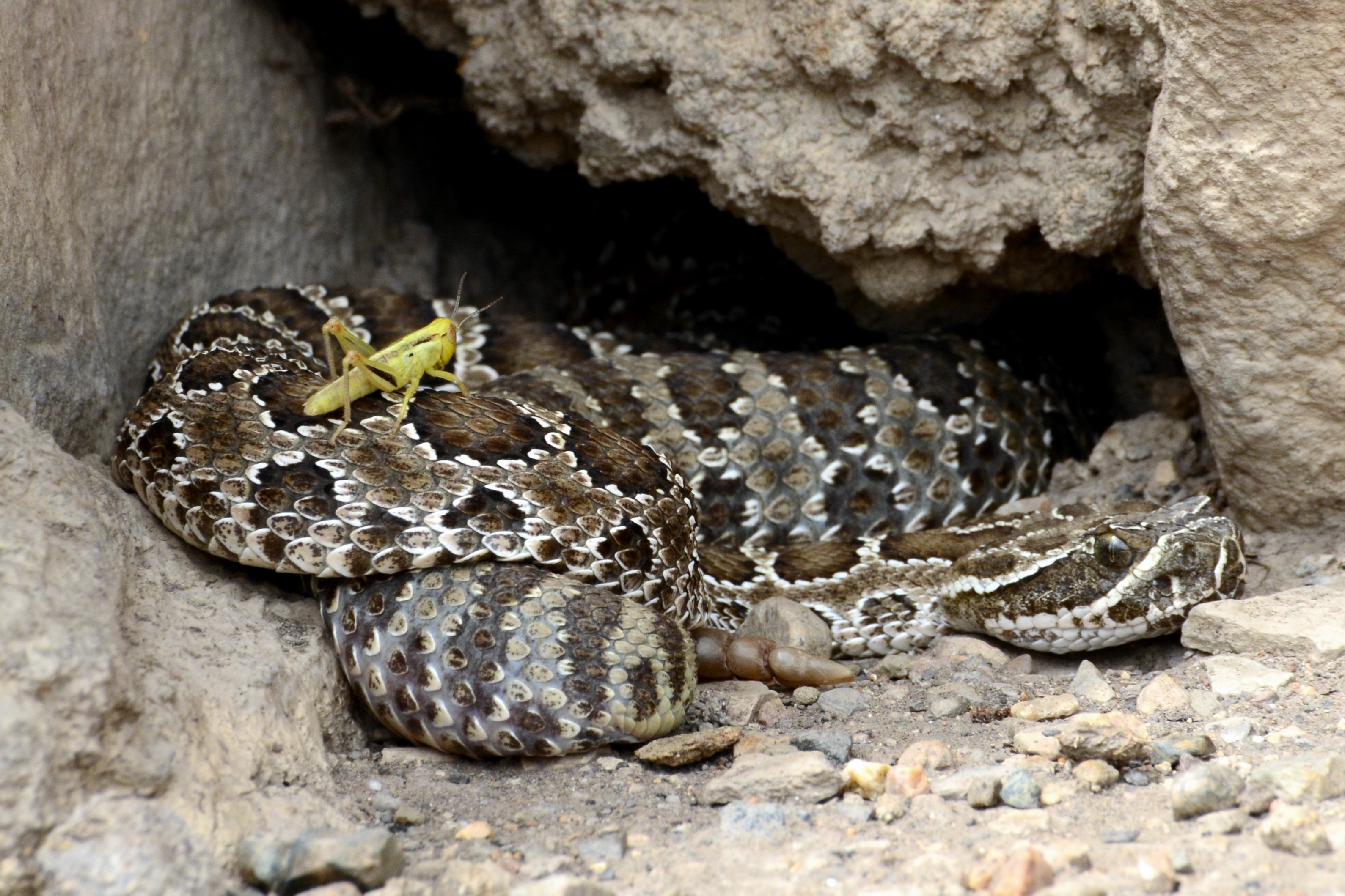 Behavior Of Snakes In Winter