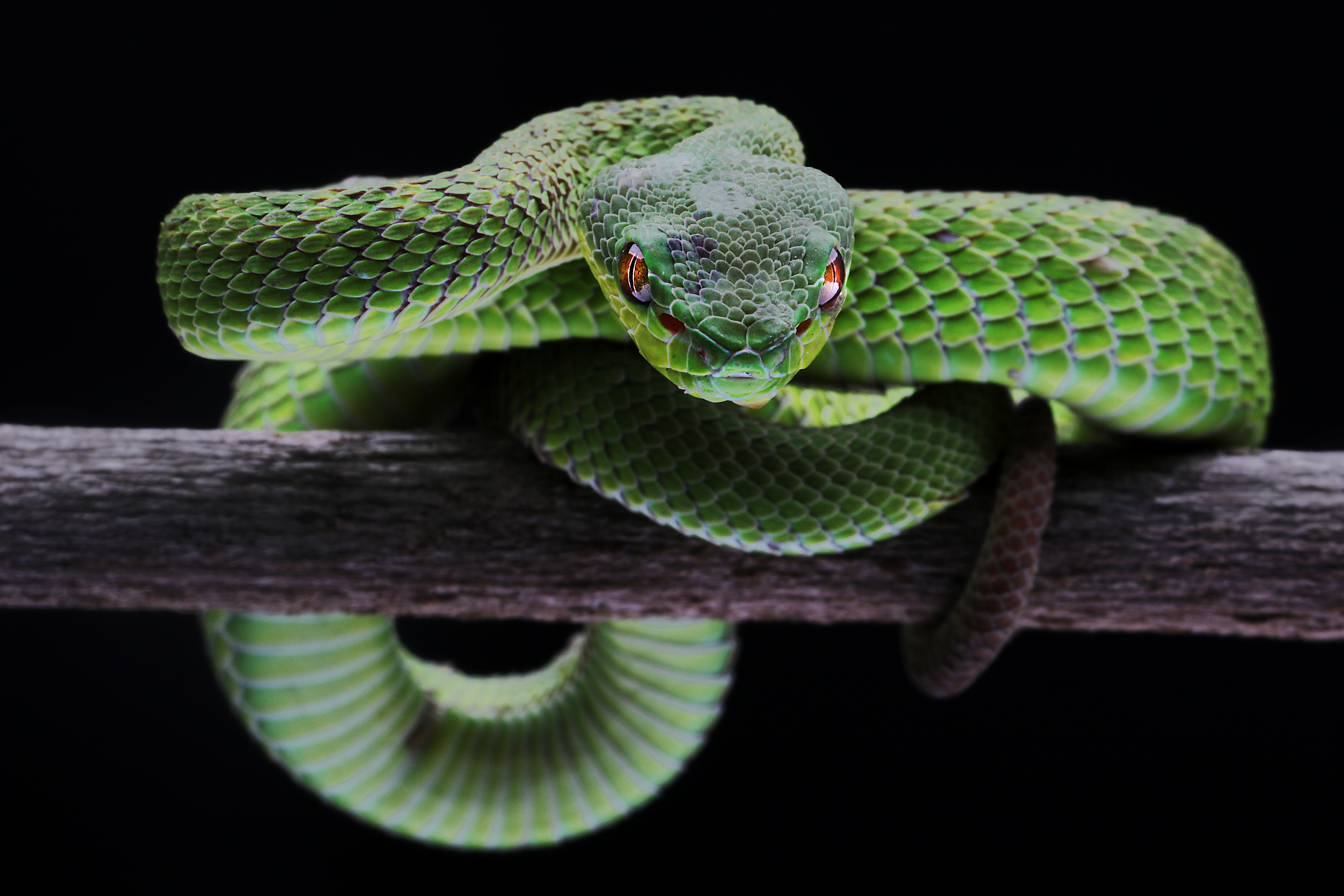 Behavioural Adaptations Of Snakes In Rainy Conditions