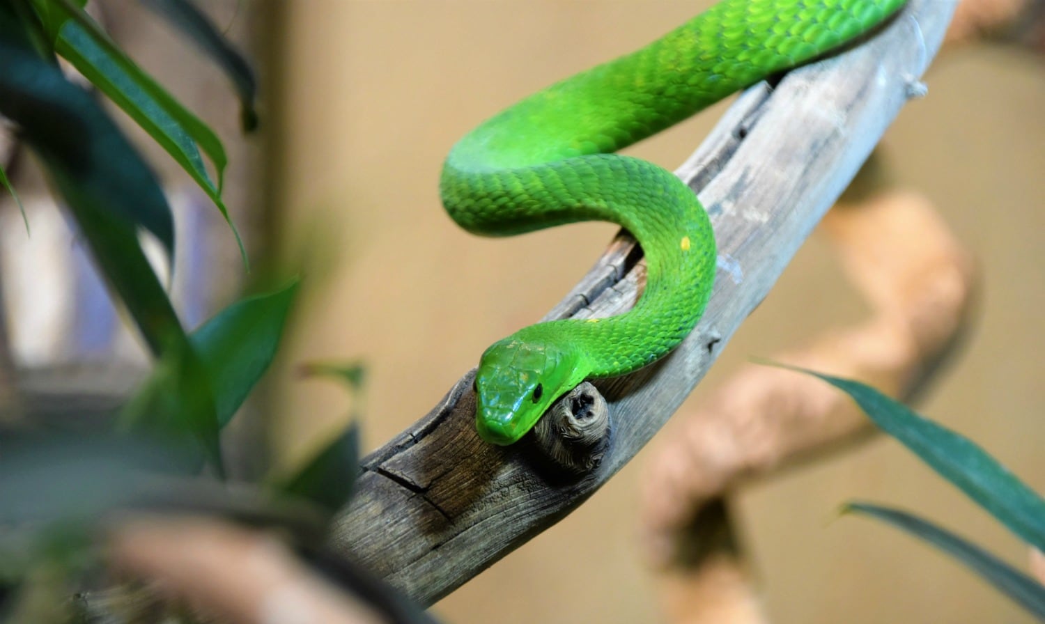 Benefits Of Keeping Snakes As Pets