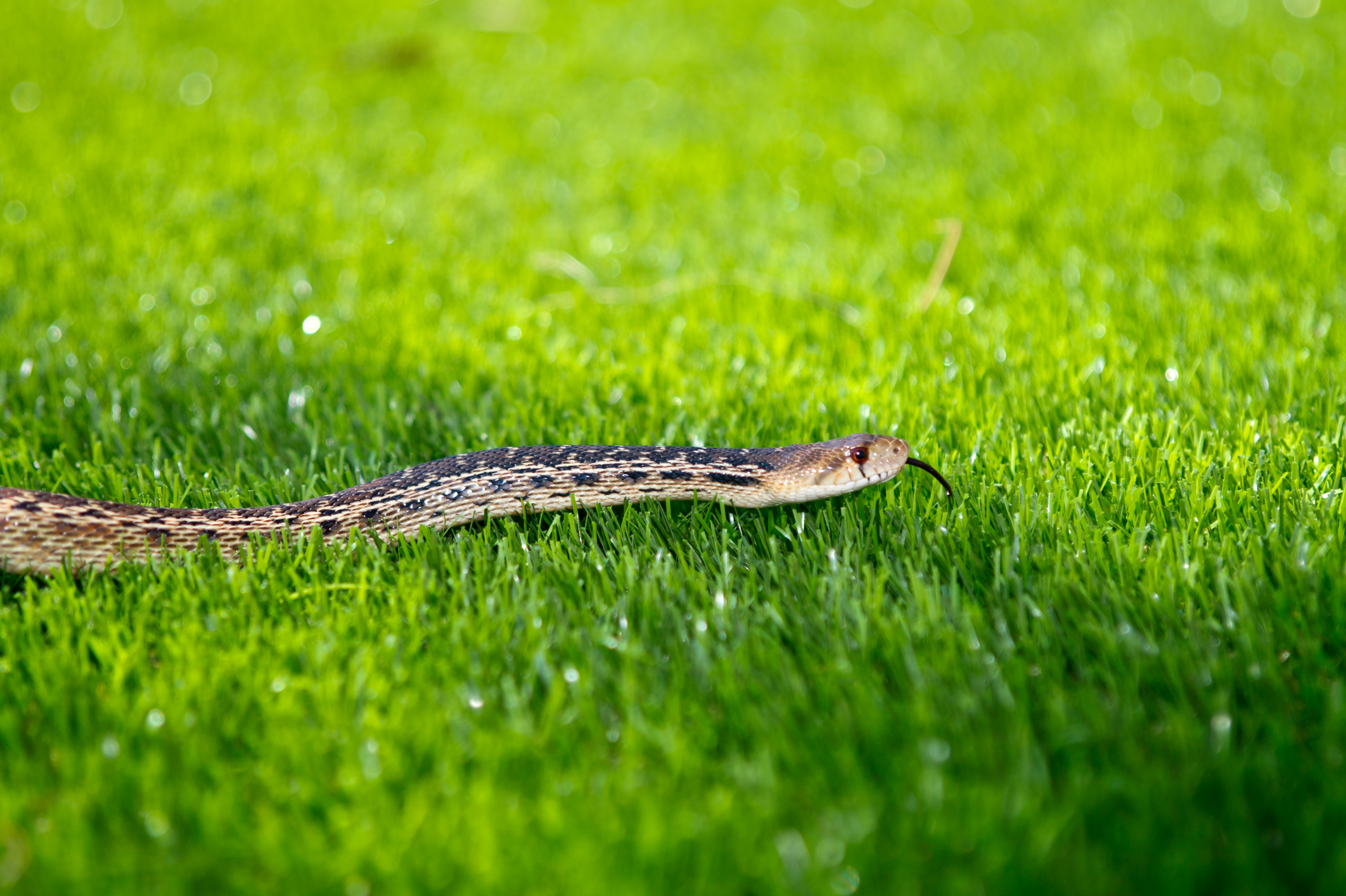 Benefits Of Using Sulfur To Kill Snakes