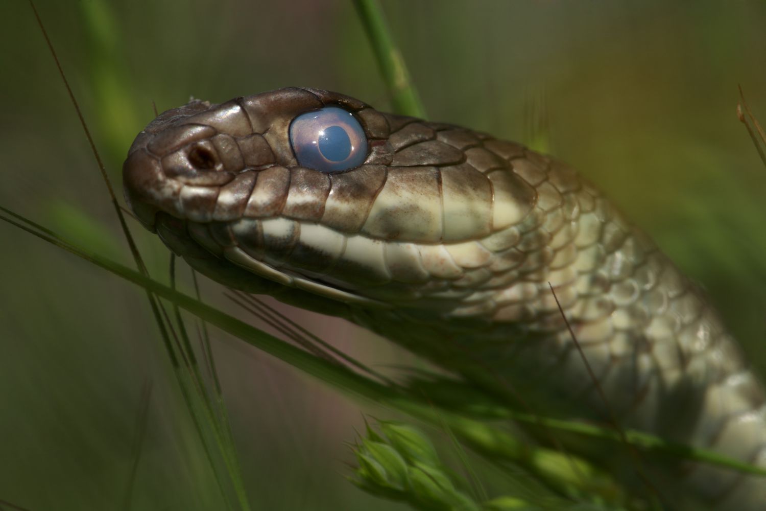 Causes Of Cloudy Eyes In Snakes