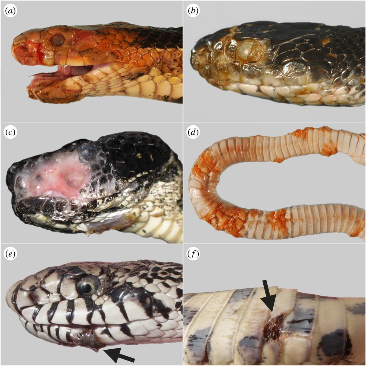 Causes Of Illness In Snakes