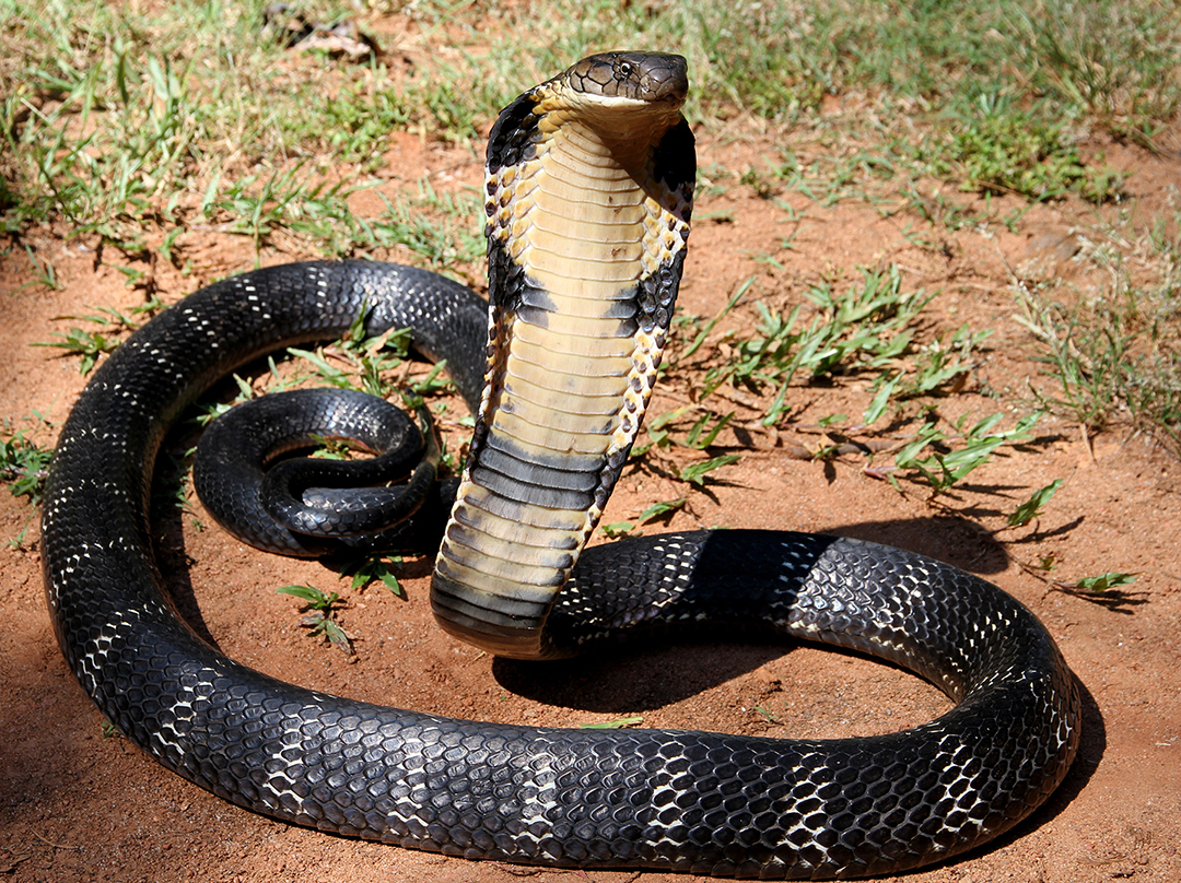 Chemical Defense System Of A Cobra Snake