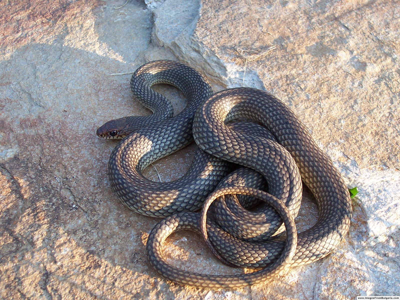 Colubrid Snakes