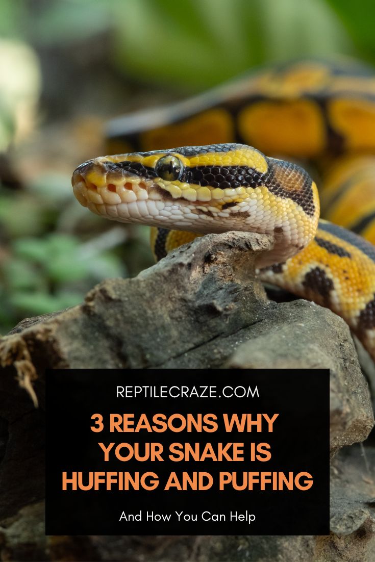 Common Reasons Why A Snake Might Wheeze