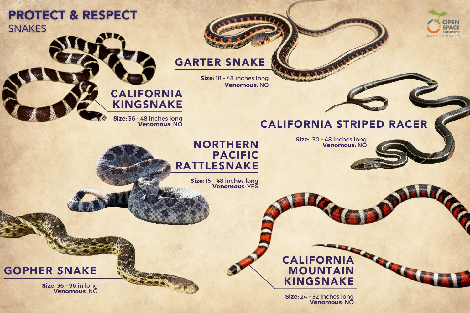 Common Snake Species And Their Sexing Methods