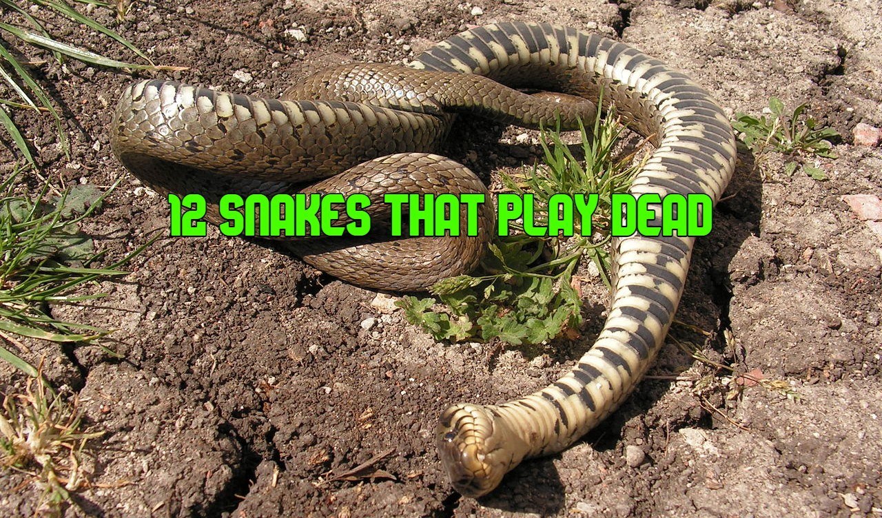 Common Snakes That Play Dead