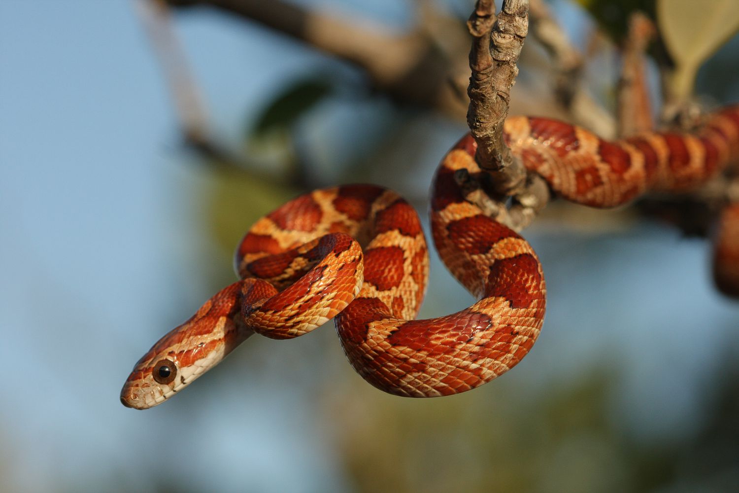 Corn Snake Overview