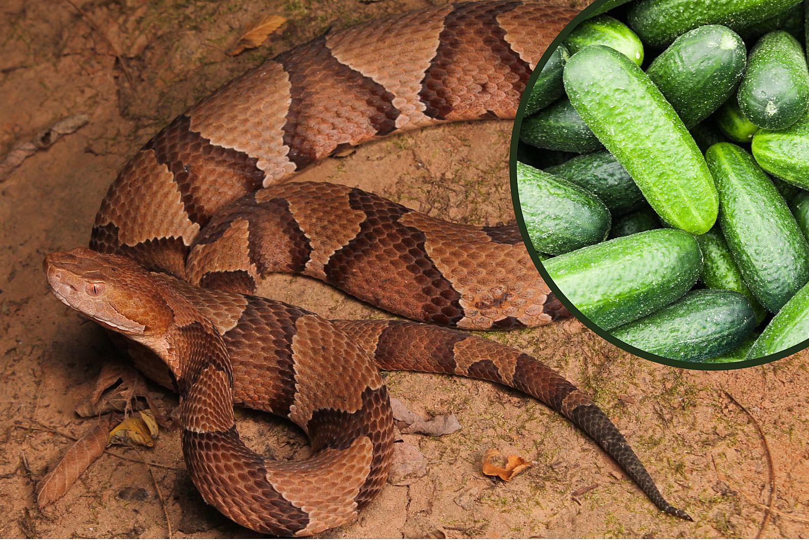 Cucumber Smell Perception In Snakes