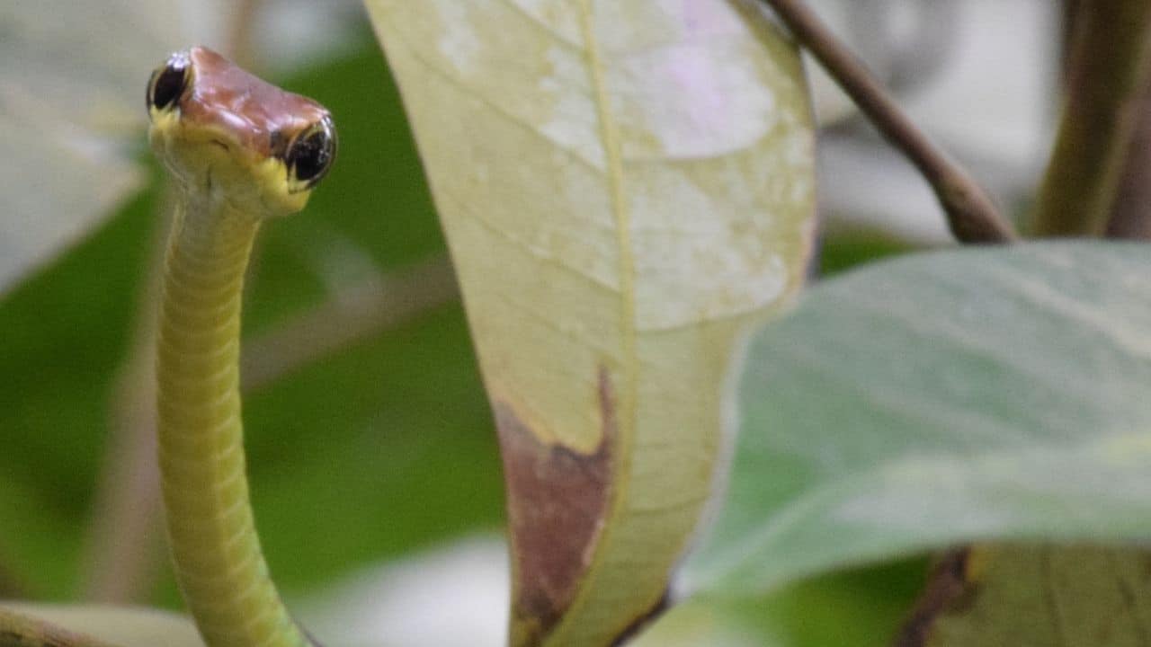 Cuteness Of Snakes