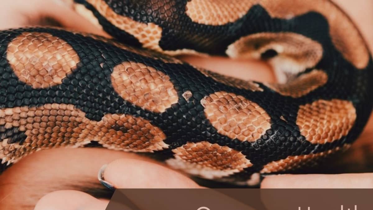 Diagnosing Illness In Snakes