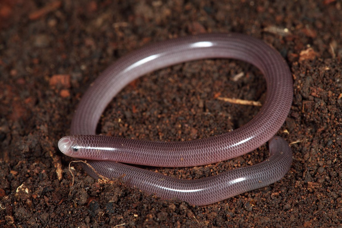 Diet Of A Worm Snake