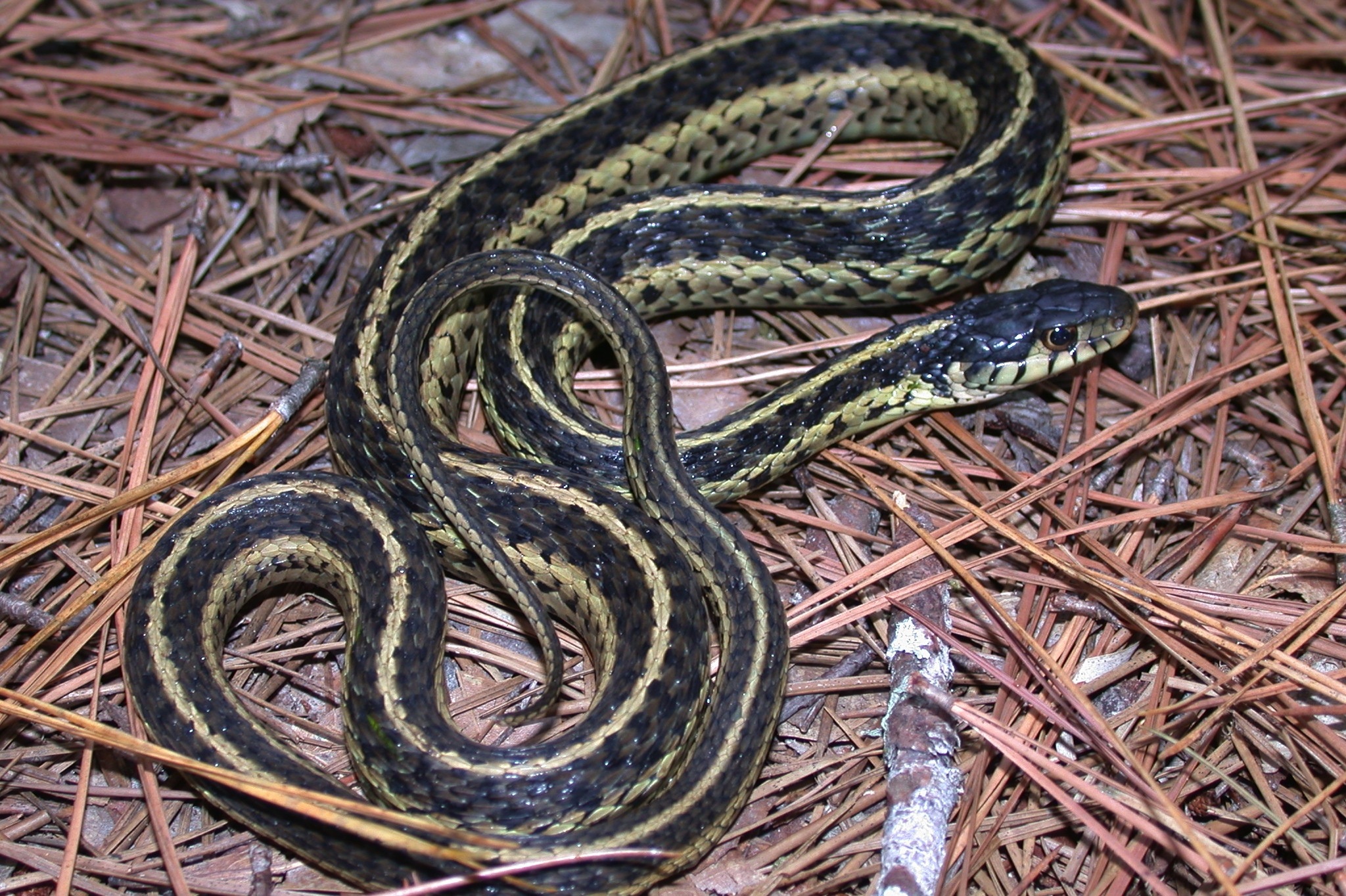 Diet Of Black And Yellow Snakes