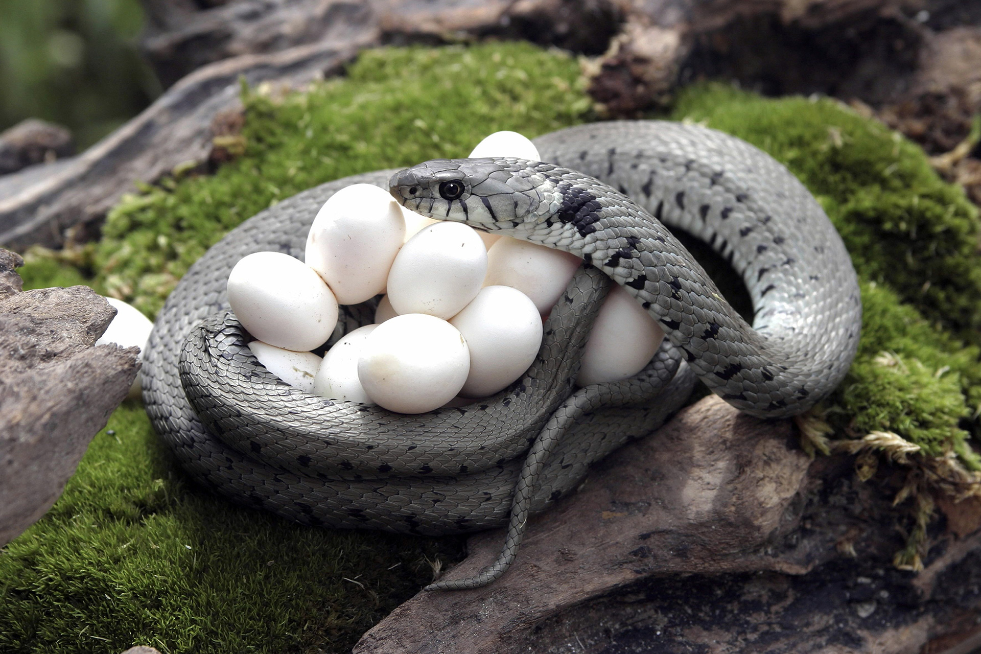 How do Snakes Have Babies? Uncover the Fascinating Reproductive Cycle ...