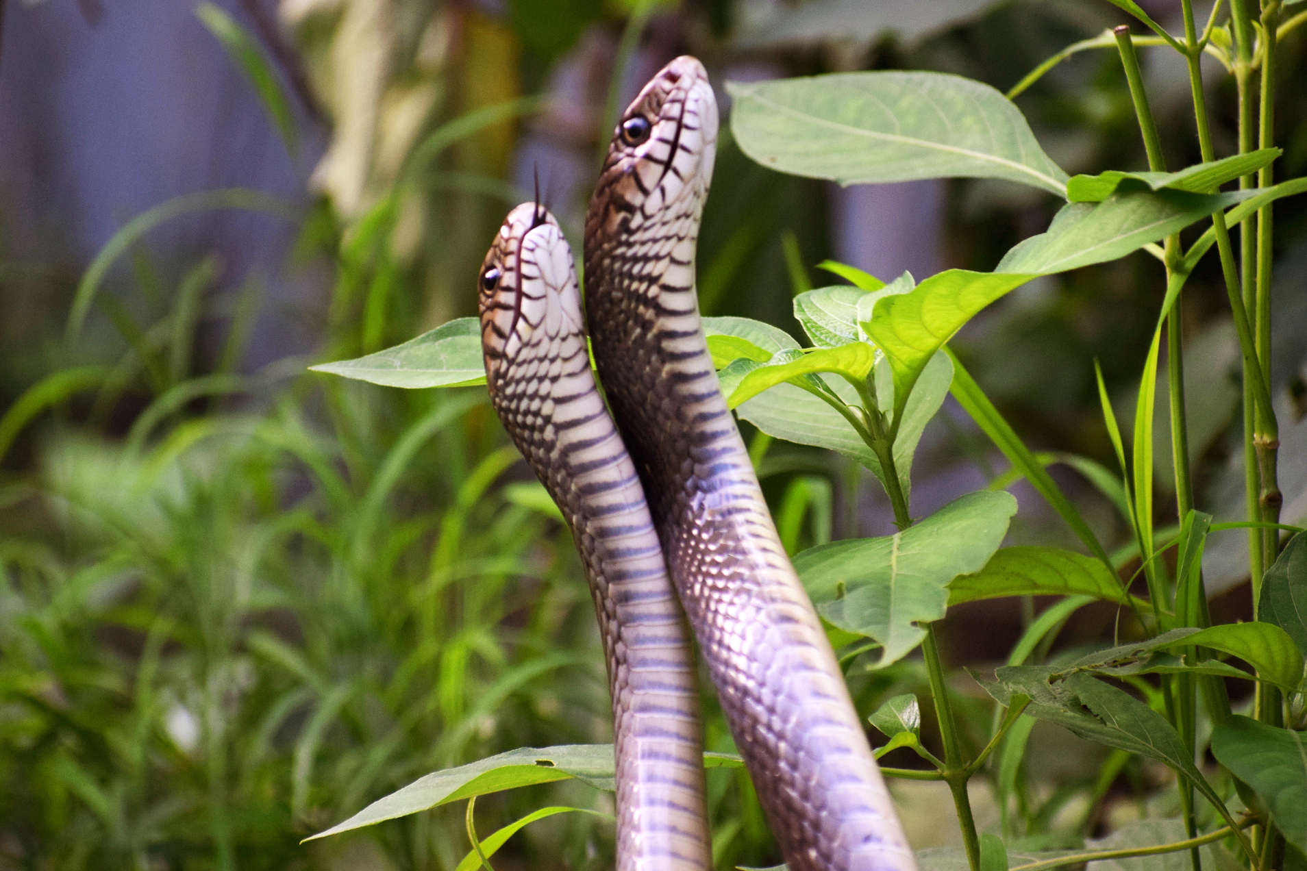 External Fertilization In Snakes