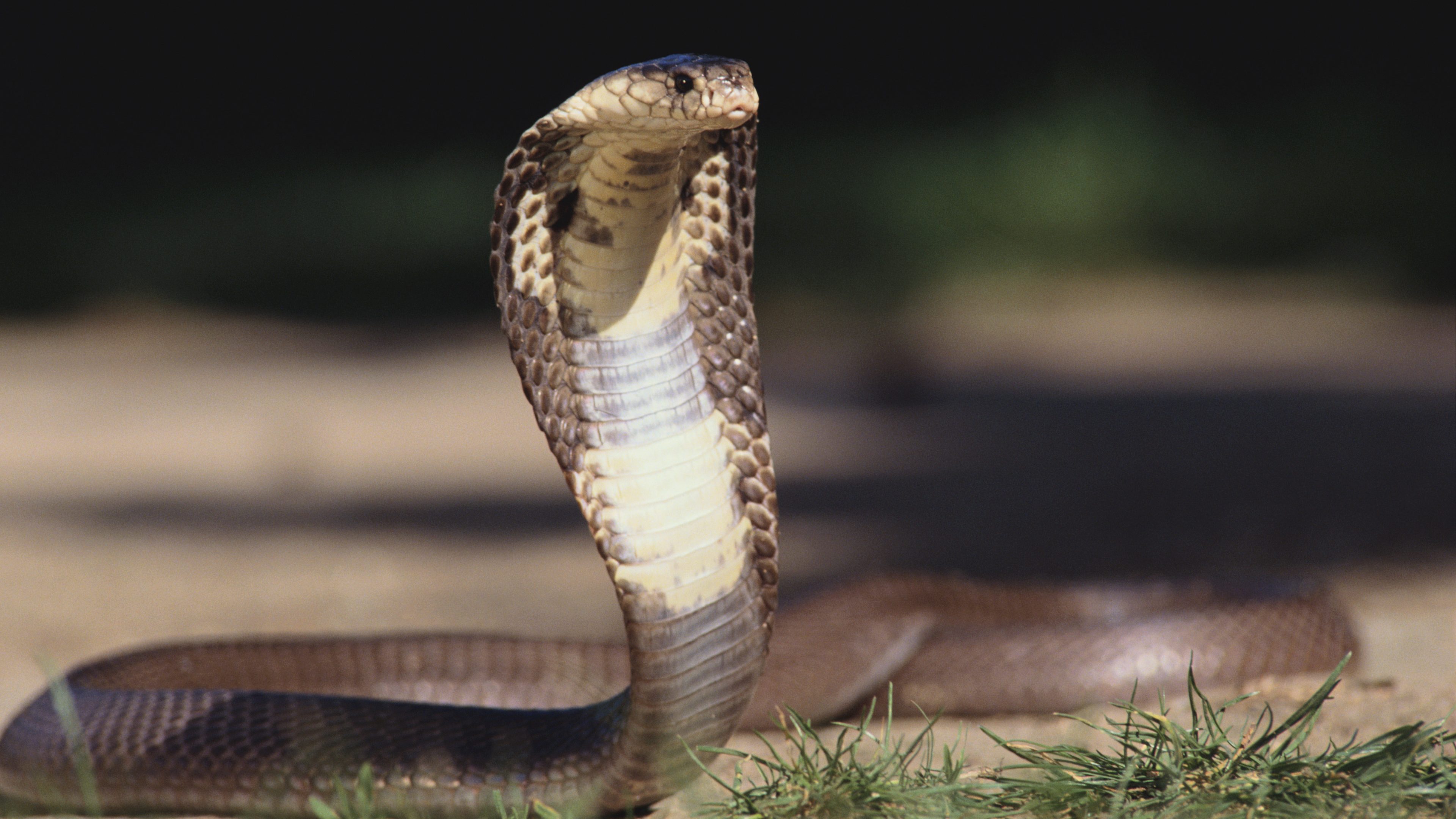 Factors That Determine The Strength Of A Cobra'S Defense System