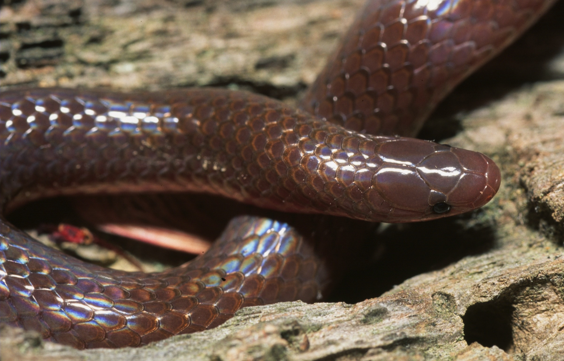 Feeding Habits Of A Worm Snake