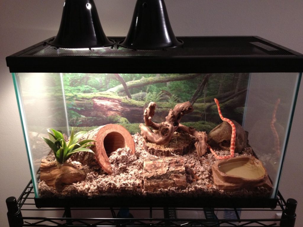 General Requirements For Snake Enclosures