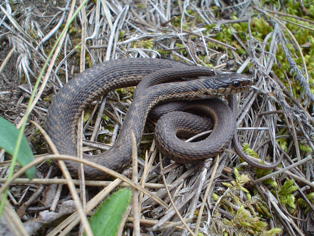 Habitat Of Snakes In Colorado