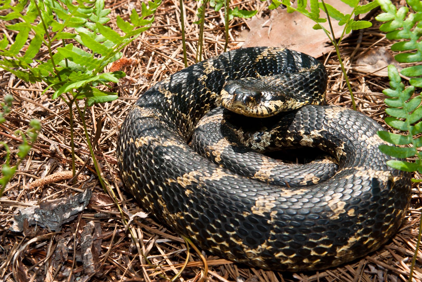 Hognose Snake