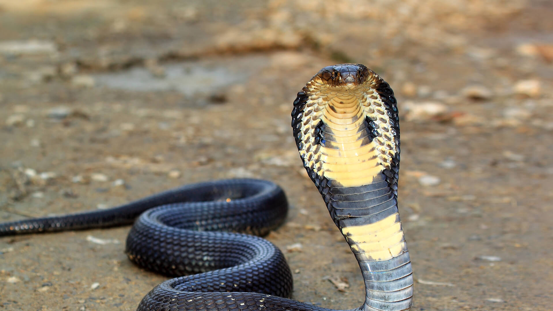 How A Cobra'S Defense System Is Used