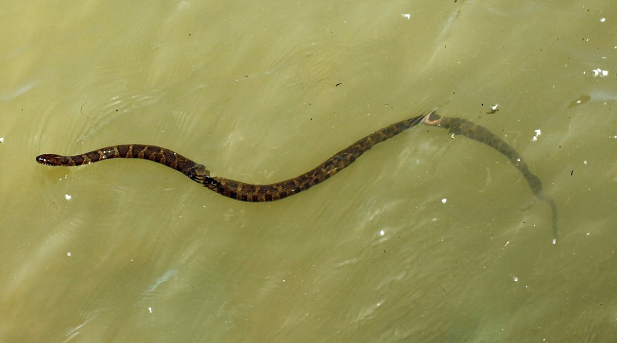 How Snakes React To Rain