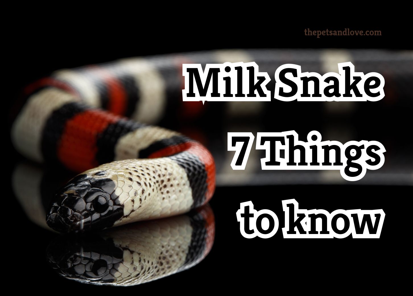 How To Care For Milk Snake