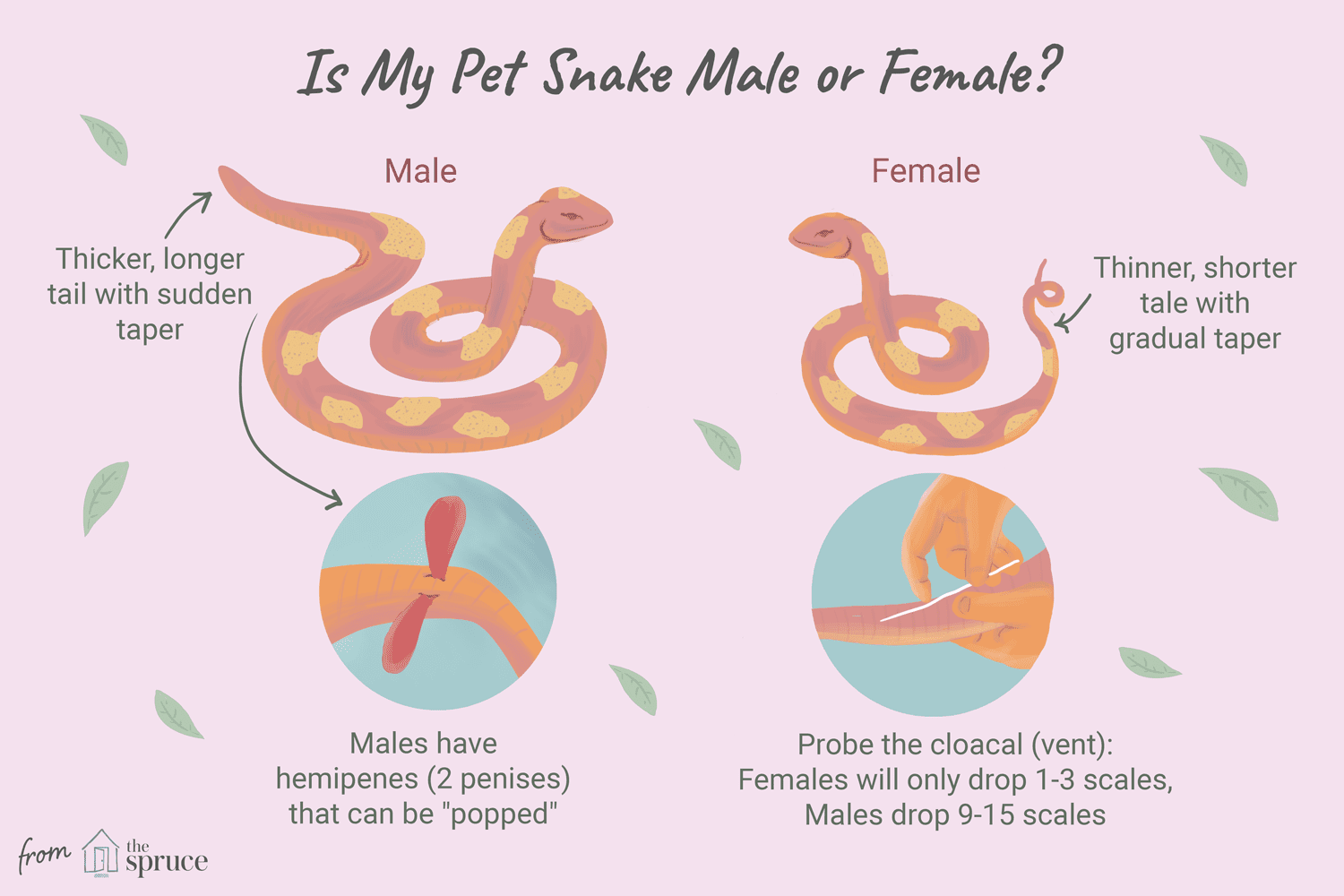 How To Sex A Snake Visually