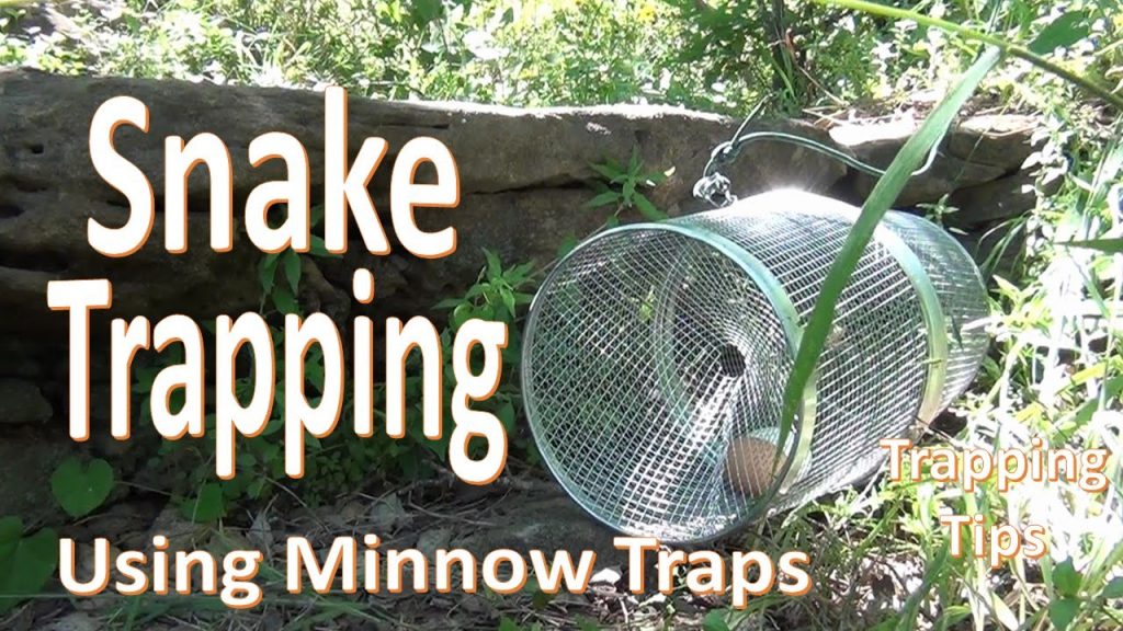 How to Trap a Snake: A Guide to Catching Snakes Safely