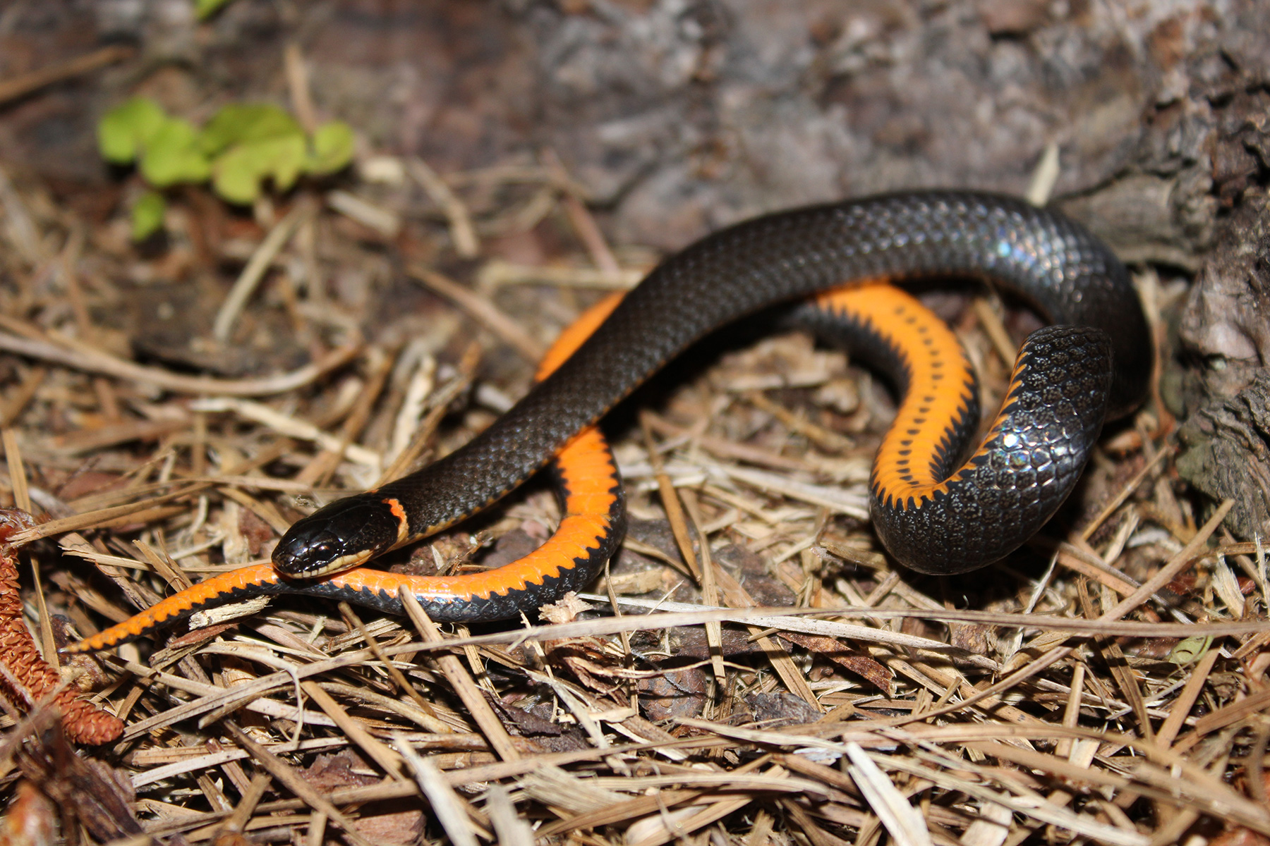 Identification Of Black And Yellow Snakes