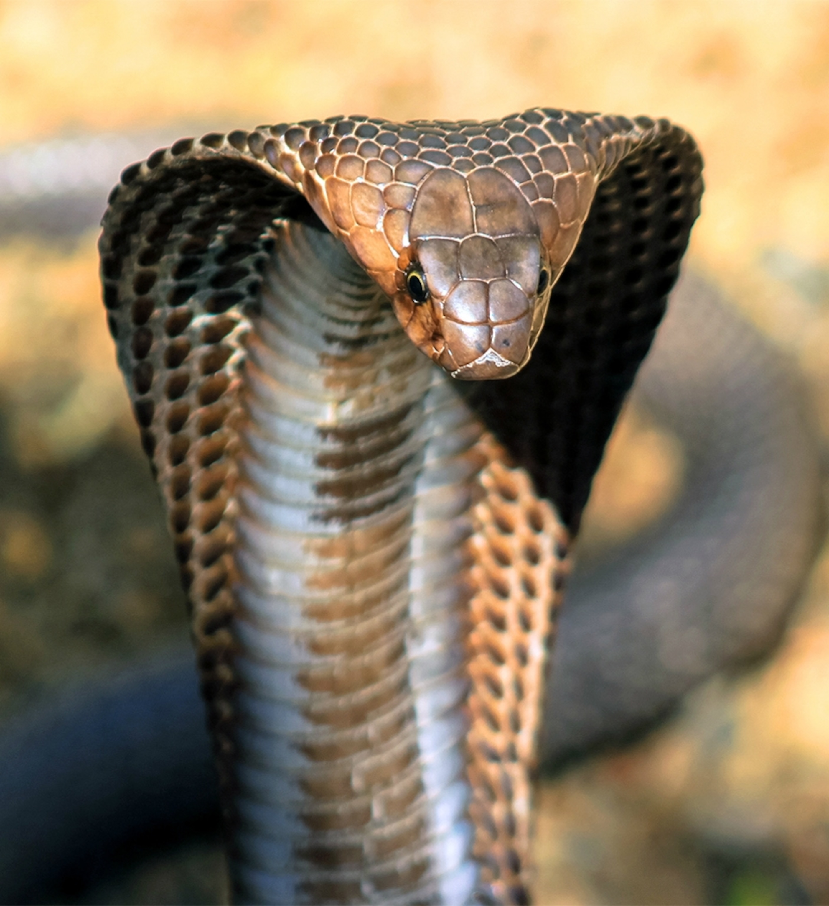 King Cobra