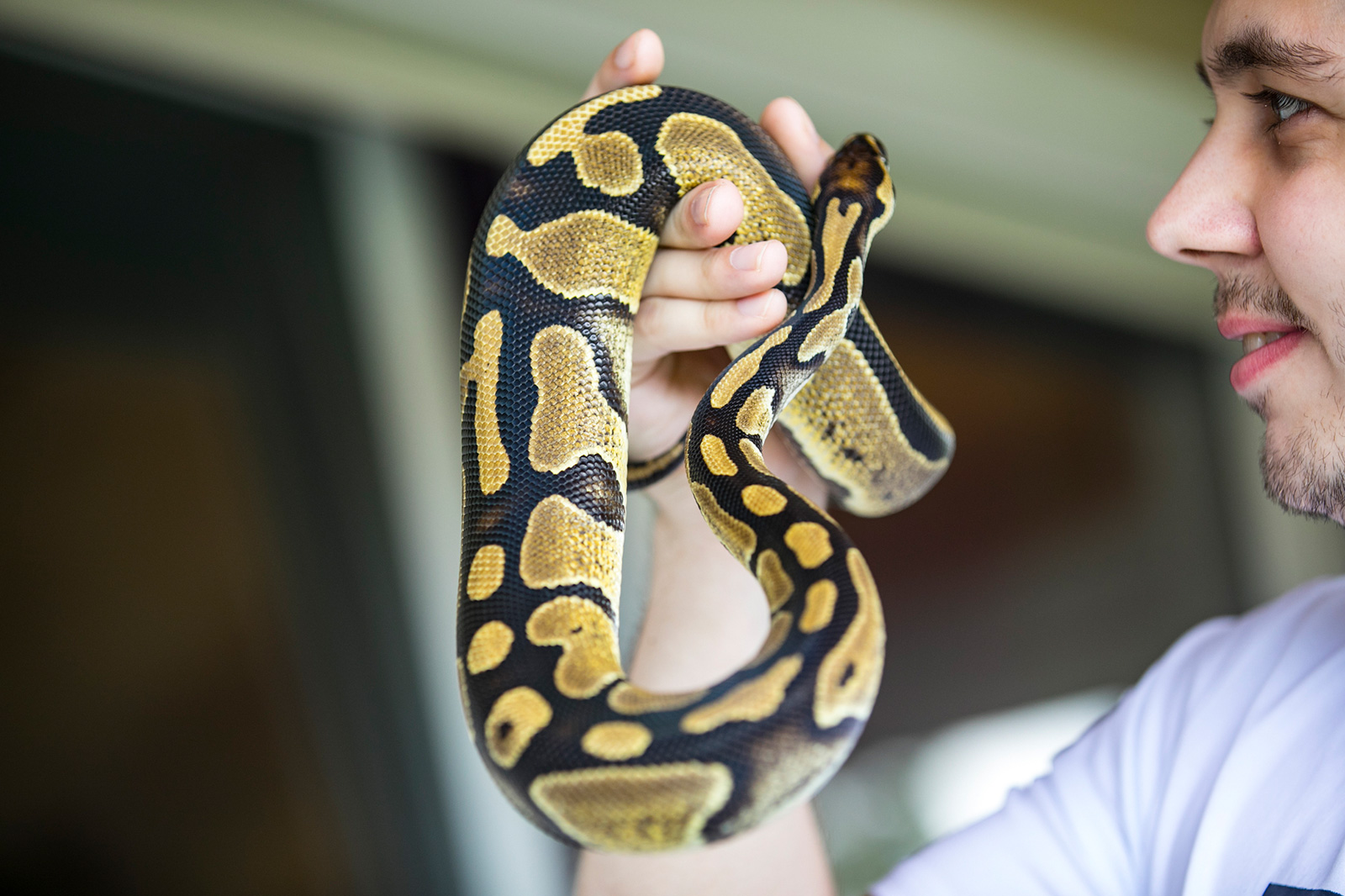Longevity Of Ball Python Snakes
