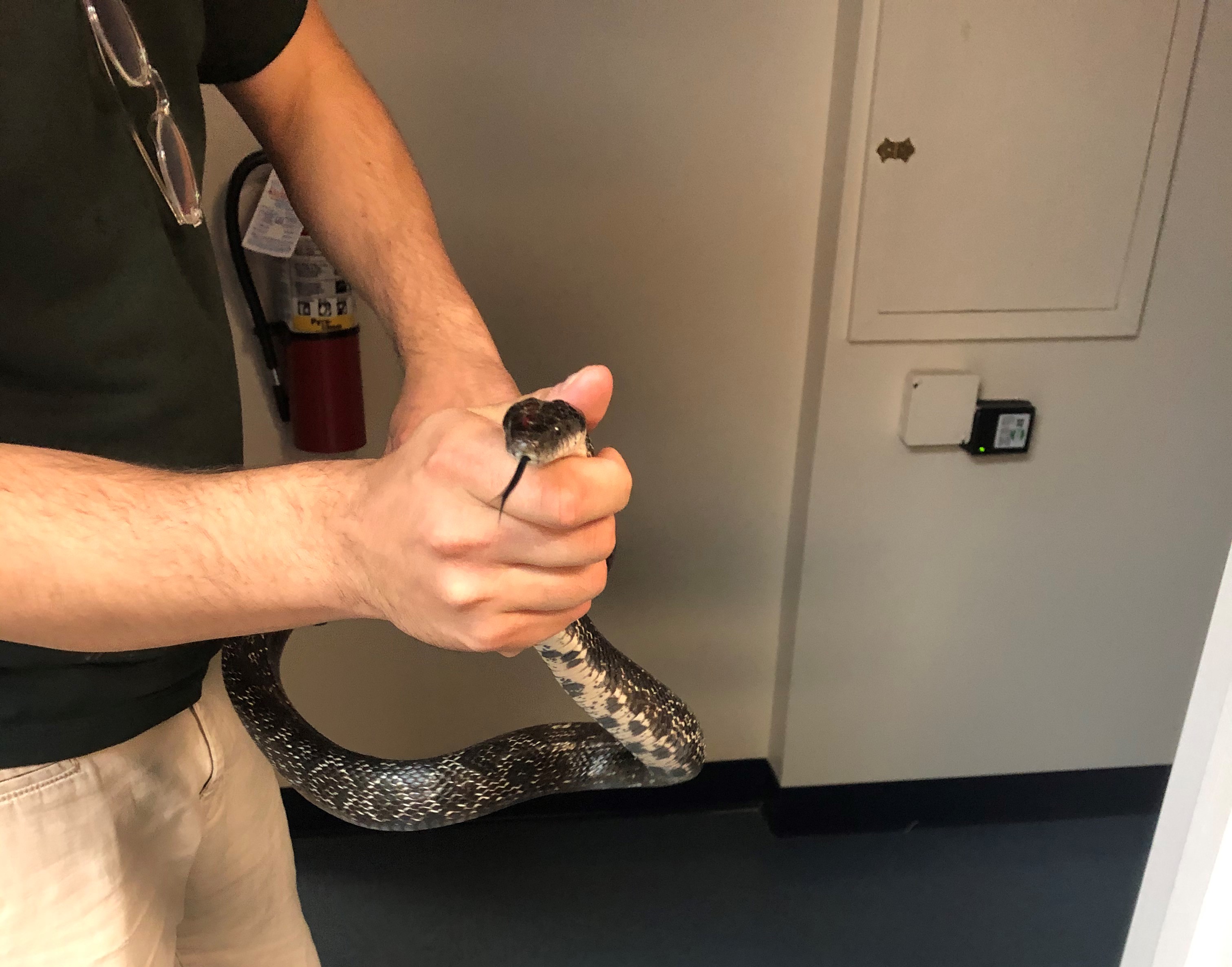 Measuring A Snake In Captivity