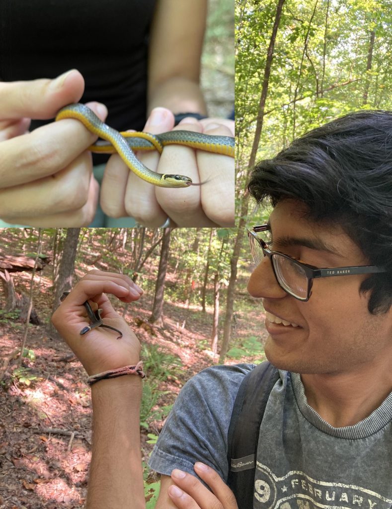 Measuring A Snake In The Wild