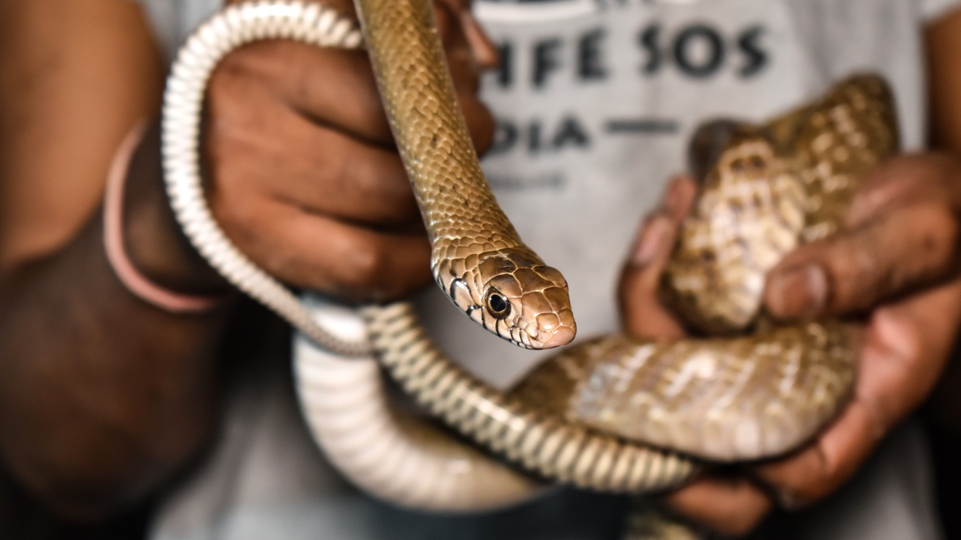 Non-Venomous Snakes And Curing