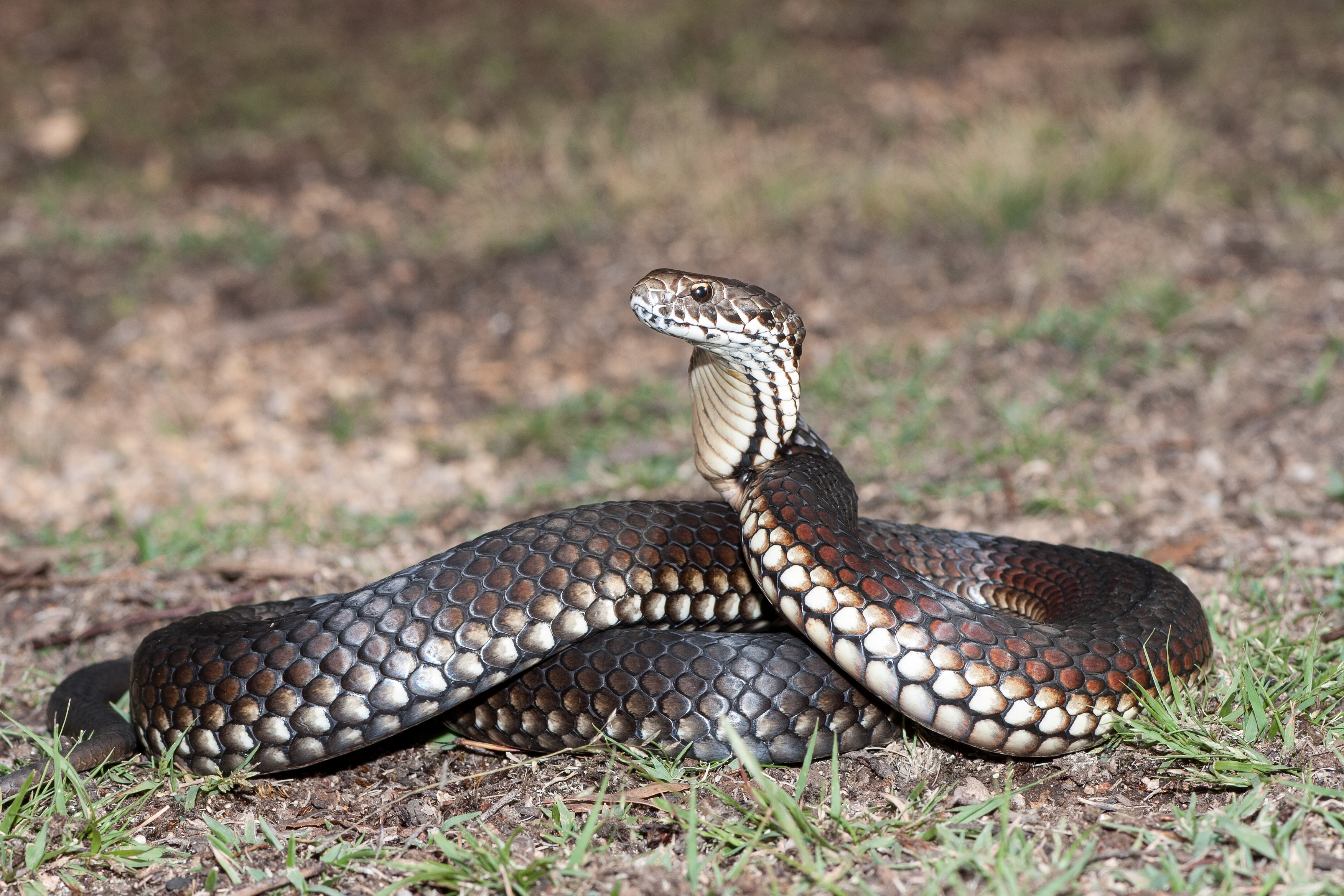 Non-Venomous Snakes In Tennessee