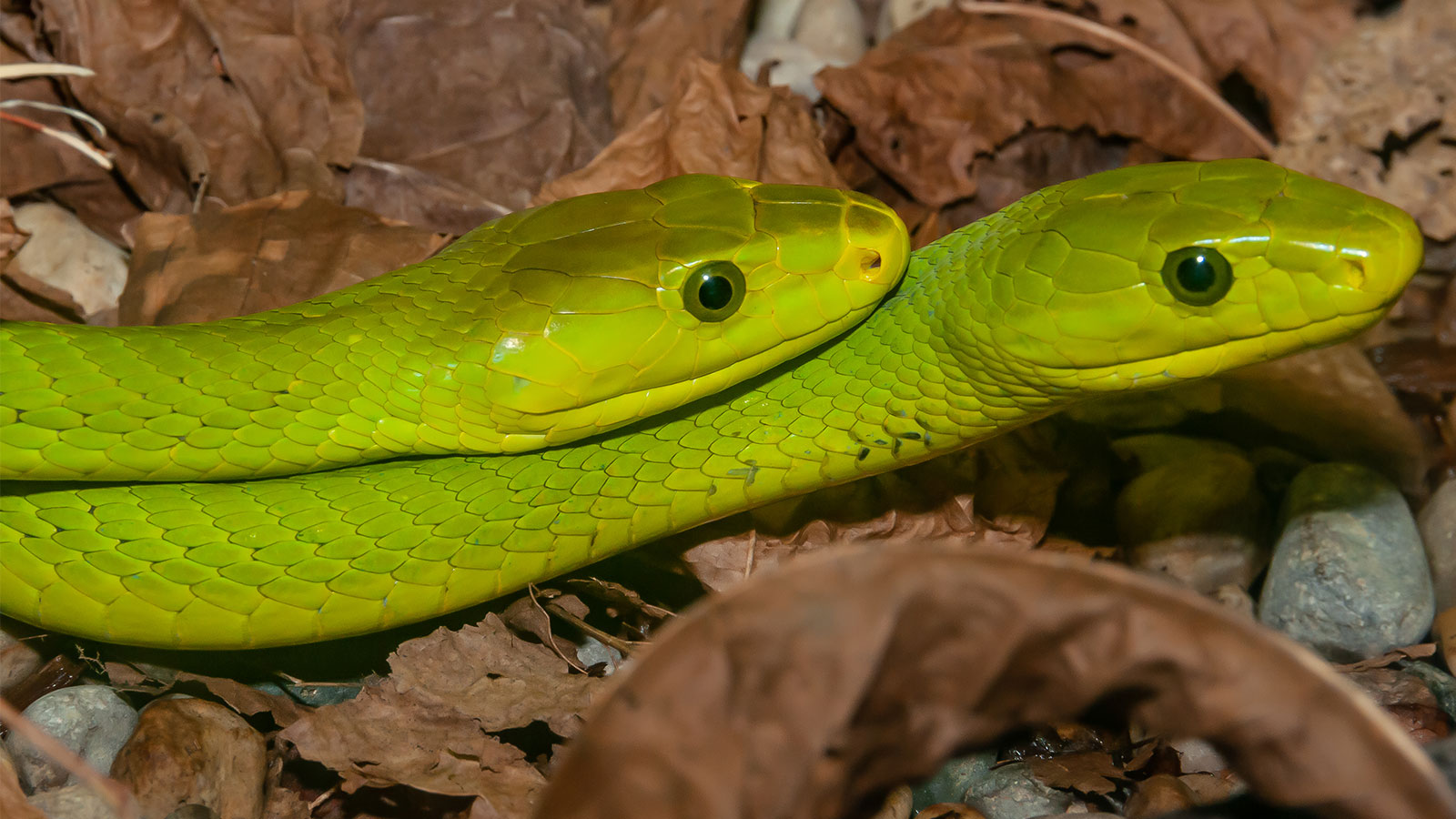 Ovulation And Fertilization In Snakes