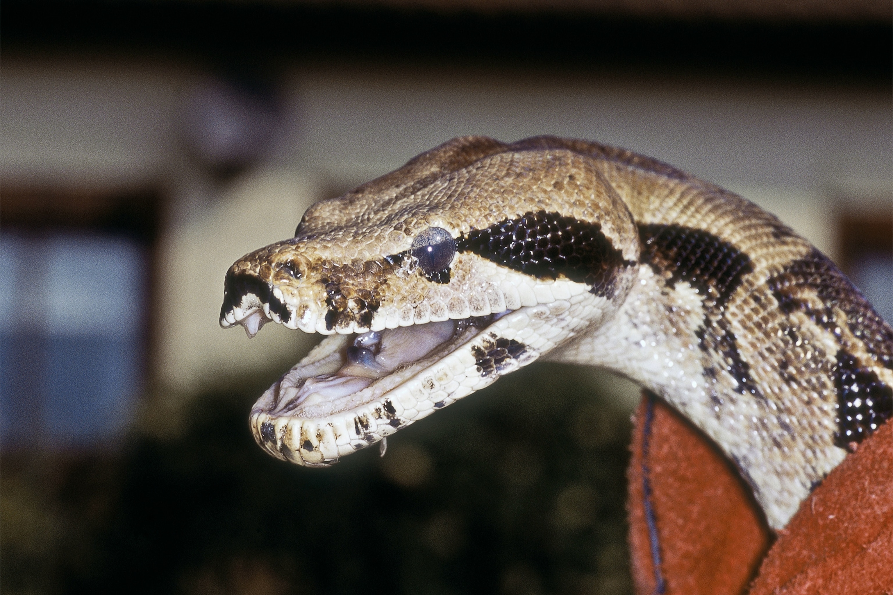 Potential Risks Of Stargazing In Snakes