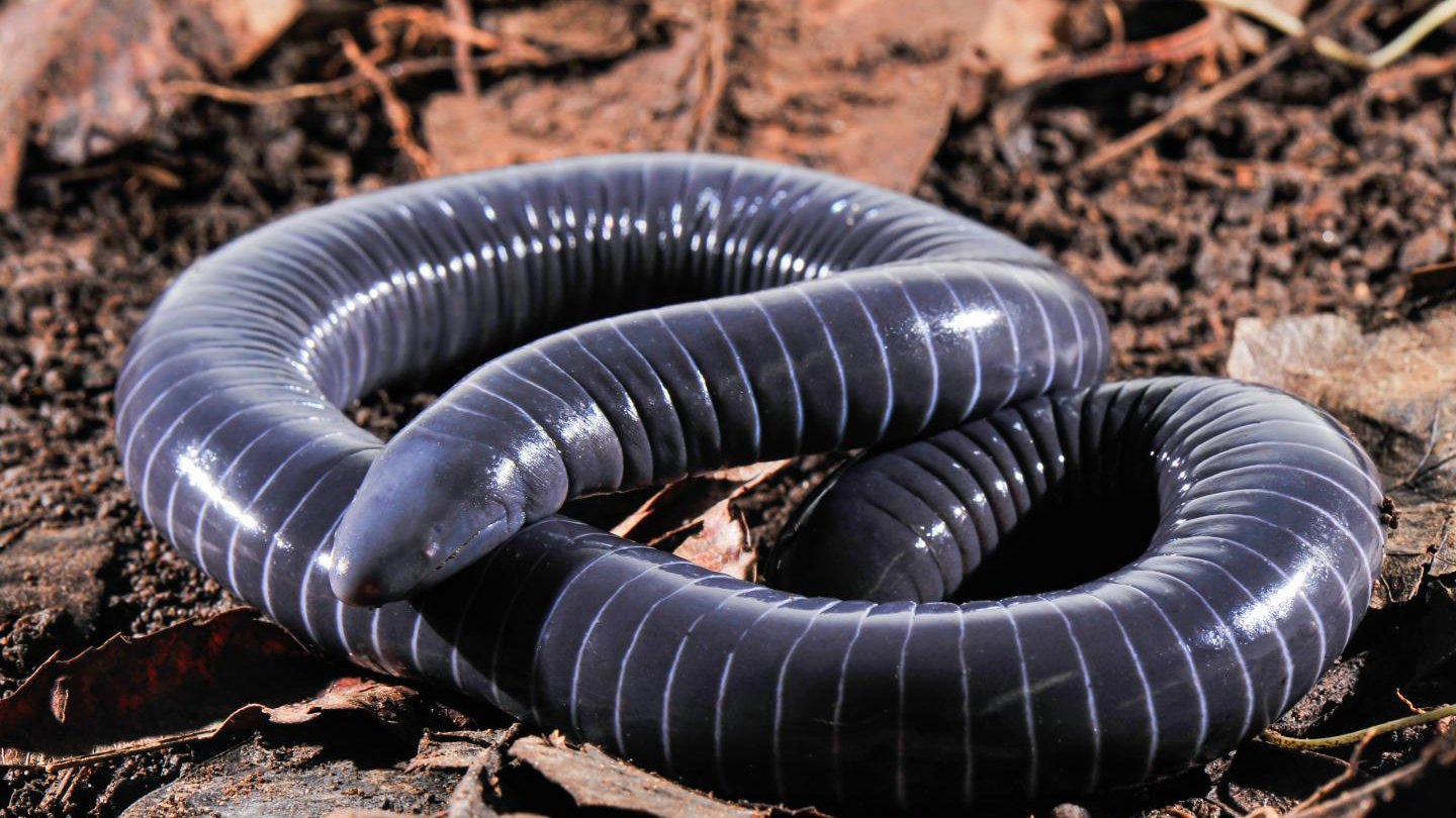 Predators Of A Worm Snake