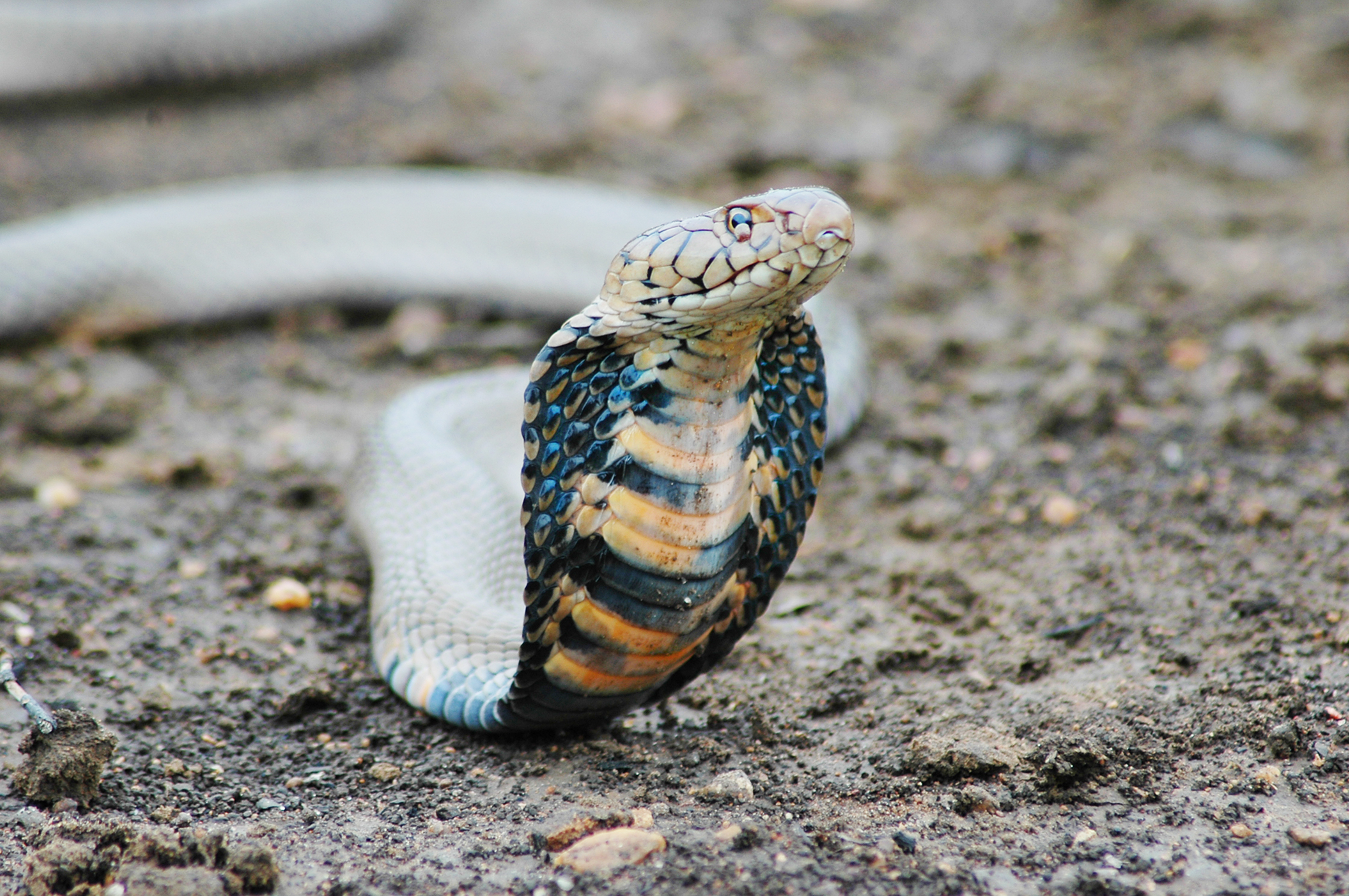 Predators Of Snakes In The Rainforest