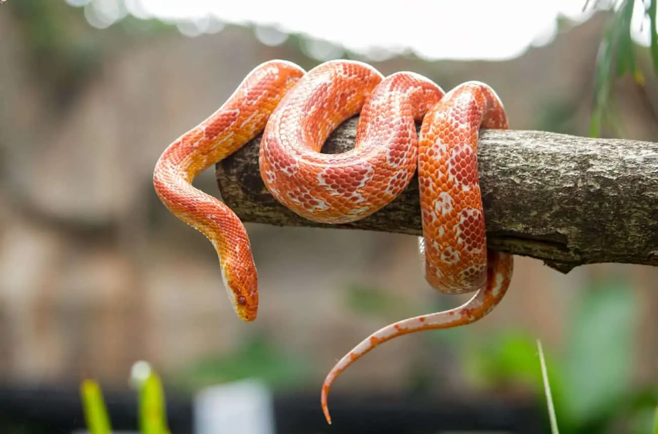 Prevention Of Illness In Snakes
