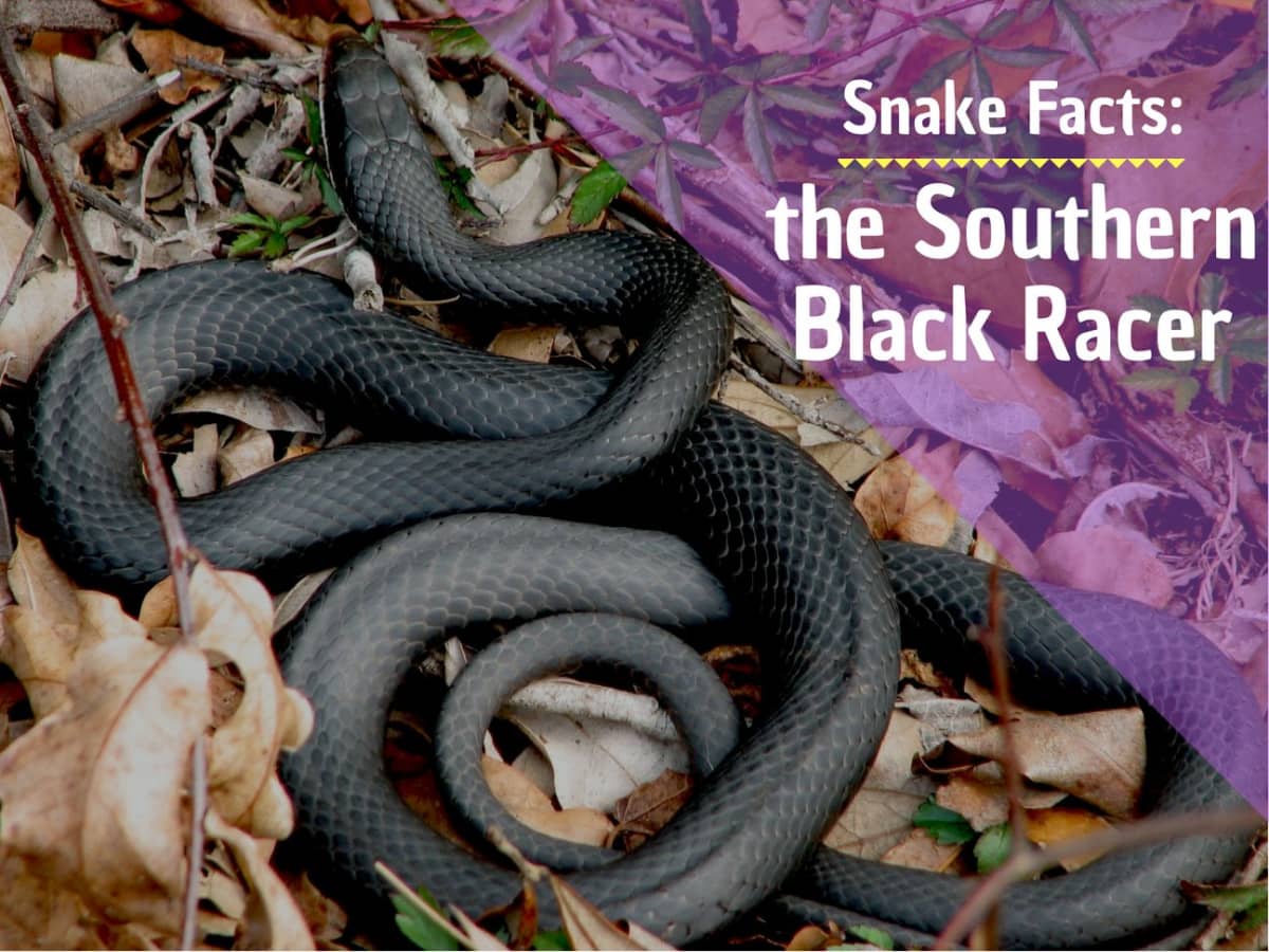 Reasons For Getting Rid Of Black Racer Snakes