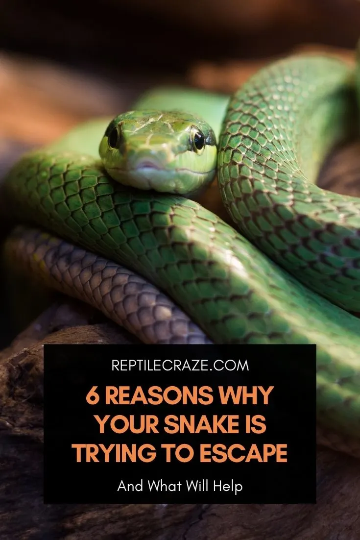 Reasons Why Your Snake Might Be Trying To Escape