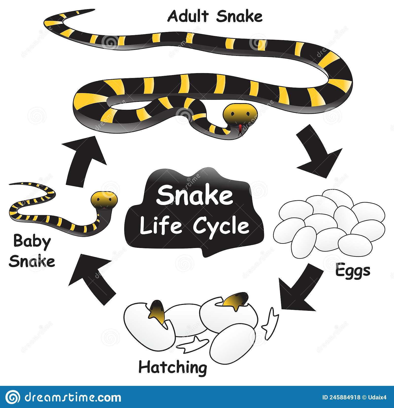 Reproduction & Lifecycle